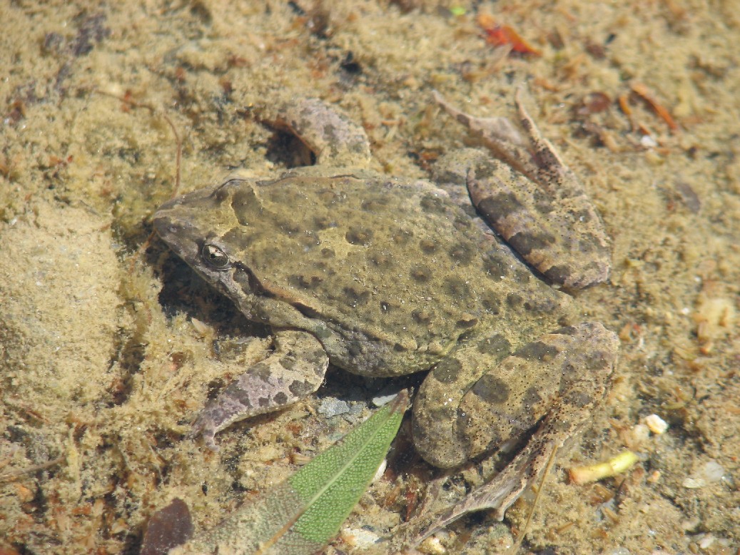 Il torrente dei Discoglossi